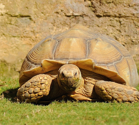 Tartarugas Terrestres