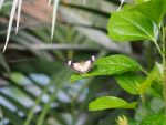 Butterfly Garden
